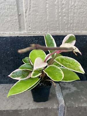 #ad Hoya carnosa Krimson Princess Indoor Plant Variegated Houseplant 2.5” Tricolor $24.00