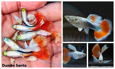 #ad 5 PAIR Live Aquarium Guppy Fish High Quality Dumbo Santa Claus $120.85