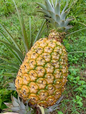 #ad Pineapple 3 Plants Cayena Ananas Comosus Fruits $12.98