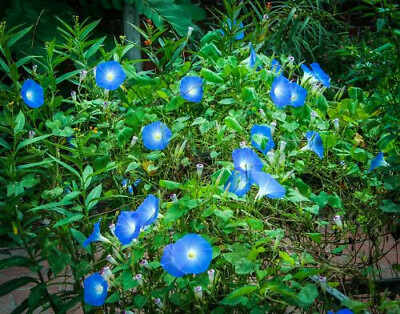 #ad 1400 Heavenly Blue Morning Glory Seeds BULK Untreated Blue Flowers Vine $9.99