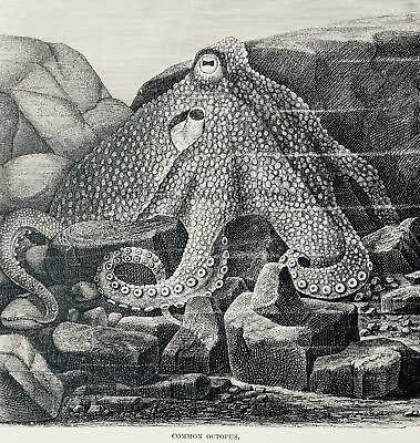 #ad c1896 Antique Print COMMON OCTOPUS Royal Natural History Lydekker GBP 14.95