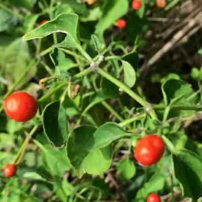 #ad Chiltepin Tepin Chile Pequin Birds Eye Pepper Seeds Free Shipping 1284 $2.99