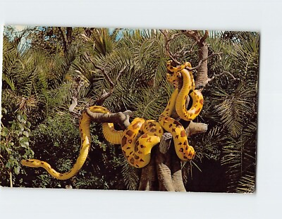 #ad Postcard Giant Python Jungle Cruise Walt Disney World Lake Buena Vista FL $8.39