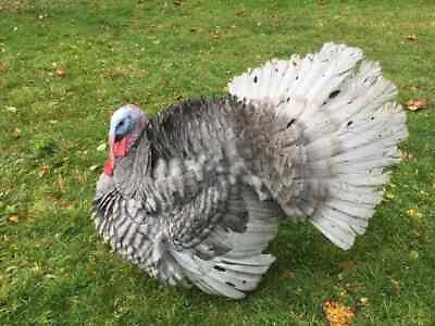 #ad 4Blue slate turkeys Hatching Eggs Excellent Herritage Breed $36.00