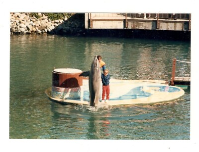 #ad Vintage 1987 Photo DOLPHIN DISCOVERY SHOW Sea World San Diego 1980#x27;s R156 C $1.00