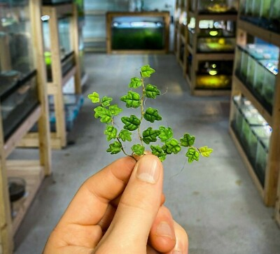 #ad String of Frogs Ficus pumila #x27;Quercifolia#x27; Stem Cutting Live Terrarium Plant $24.95