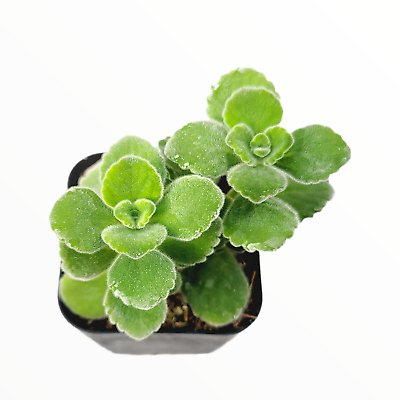 #ad Plectranthus tomentosa Vicks Plant $4.18