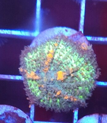 Live Coral Robbie#x27;s Corals Sunkist Bounce Mushroom Coral WYSIWYG 1quot; 1.25quot; $69.99
