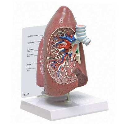 #ad Lung Normal Anatomical Model GPI LFA #3100 SEE VIDEO $105.45