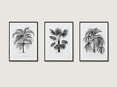 #ad Vintage Botanical Set Of 3 Palm Tree Prints Black And White Collection Wall Art GBP 199.00