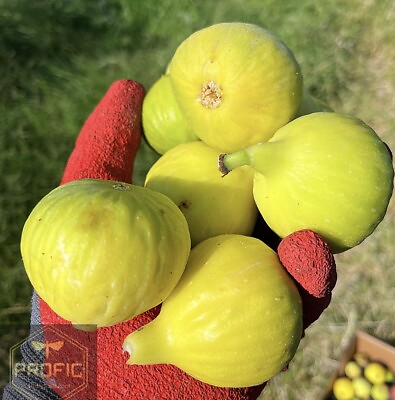 #ad Fig Tree Edible “ Yellow Long Neckquot; 1 Plant Huge Figs $9.79