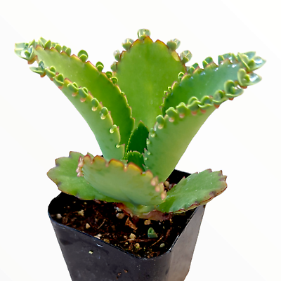 #ad Kalanchoe daigremontiana #x27;Mother of Thousands#x27; Succulent Plant $3.43