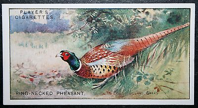 #ad PHEASANT Vintage Colour Card DD22 GBP 3.99