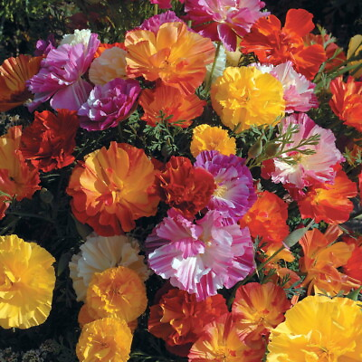 #ad Jelly Beans California Poppy 150 Seeds Summer Color $2.95