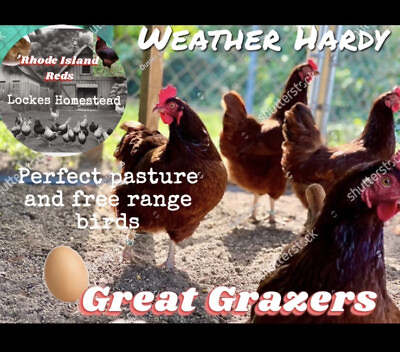 #ad 6 Rhode Island Red Hatching Eggs: Fresh Fertile Natural Unmixed Pasture Raised $15.00