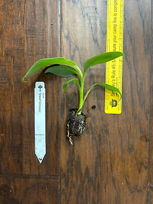 #ad Dwarf Orinoco Musa Banana 1 TC Plant Plug Tree 3 6 inches Edible Fruit $9.99
