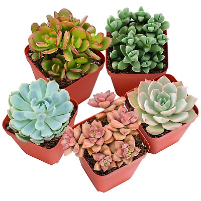 #ad Plants for Pets Fully Rooted Live Succulent Plants Pack of 4 $12.99