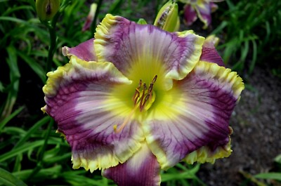 #ad KINDRED JEWEL Daylilies 3 fans Return and multiply yearly World#x27;s Finest $129.95