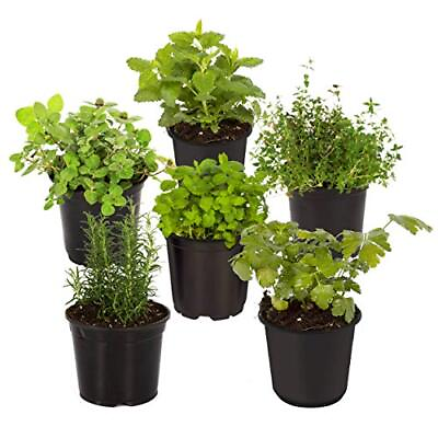 #ad Live Aromatic and Healthy Herbs Assorted Varieties 6 Per Pack Lavender... $38.94