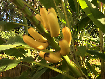 #ad Cold Hardy North America Banana Tree BeautifulFruitingOrganicPermaculture $29.00