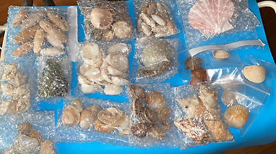 #ad Various Seashells Ocean Decoration Vintage Collection Various $6.99