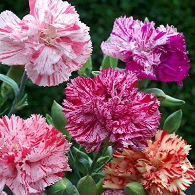 #ad Double Picotee Mix Carnation Seeds Non GMO Free Shipping Seed Store 1251 $4.99