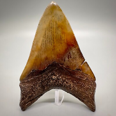 #ad Absolutely Stunning Red Brown Colored Serrated 4.27quot; Fossil MEGALODON Tooth USA $479.00