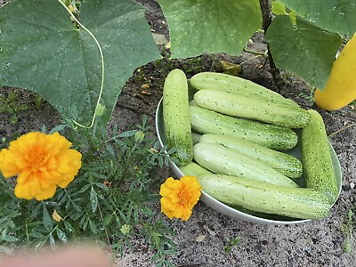 #ad 20 Organic Asian White Green Sweet Crisp Cucumber seeds 2023 summer 新鲜水果黄瓜种 $2.88