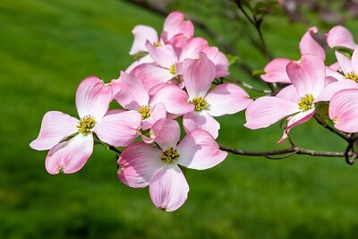 #ad 3 Unrooted Cuttings Pink Dogwood Tree $7.99
