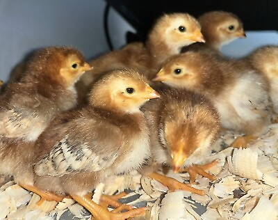 #ad 12 Hatching Chicken Eggs Pure Bred Rhode Island Red Fertile Free Range RIR $17.99