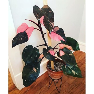 #ad RARE Philodendron Pink Princess Black Chery Variegated Free Phytosanitary $450.00