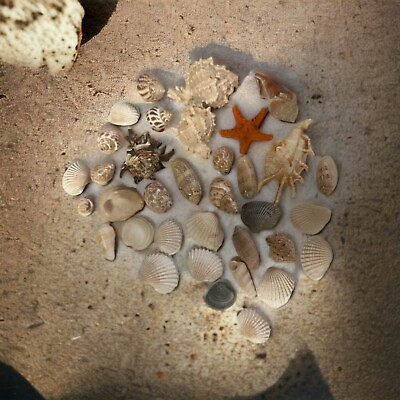 #ad Seashells Mixed Nautical Home Decor 1.5 lbs. Authentic $10.05