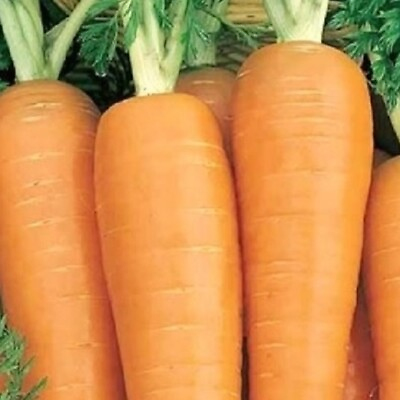 #ad Danvers 126 Carrot Seeds NON GMO Heirloom Fresh Vegetable Seeds $18.00