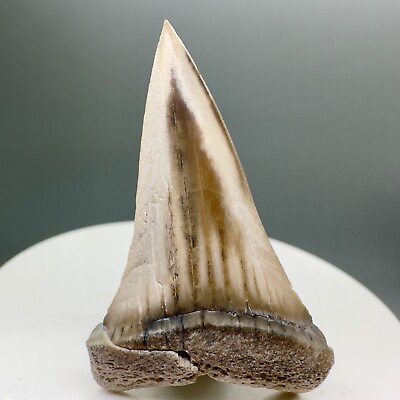 #ad #ad BEAUTIFUL Great Shape 1.88quot; Fossil EXTINCT MAKO Shark Tooth Peru $59.00
