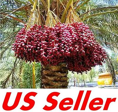 #ad 10 Seeds Date Palm Seeds E31 Organic Phoenix Dactylifera Date US Seller $12.99