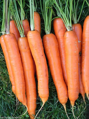 #ad carrot IMPERATOR 7 TO 9quot; LONG 775 SEEDS GroCo US USA $0.99