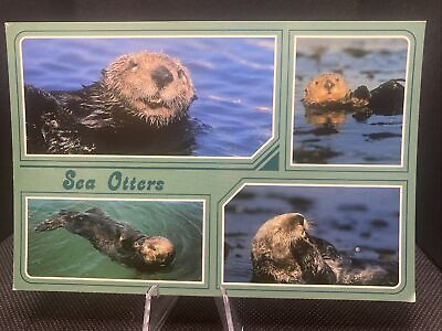 #ad POSTCARD: ￼ Play Full Sea Otters On The California Coast F6 ￼ $3.90