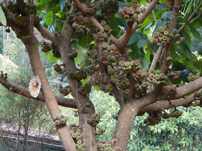 #ad Elephant Ear Fig Tree Ficus auriculata 10 Seeds $2.99