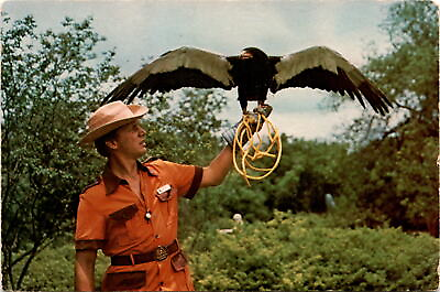 #ad Vintage postcard: Bataleur Eagle at Weeki Wachee Springs $10.75