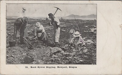 #ad Newport Oregon rock oyster digging AL Thomas 1907 postcard B84 $8.79