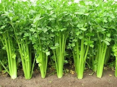 #ad 5000 Chinese Celery Seeds Non GMO Heirloom USA Seller $3.59