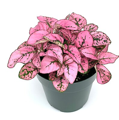 #ad Hypoestes Pink Splash Live Potted House Plants Air Purifying $10.95