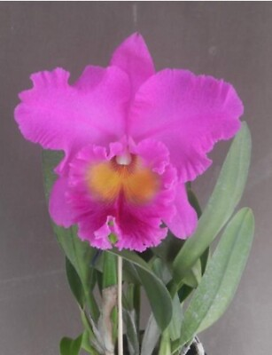 #ad Cattleya Rlc Pink Princess X Norman’s Bay ‘Gothic’ 4” Pot Big Fragrant Flowers $59.99