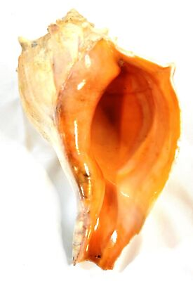 #ad Real Collectable Conch Natural Ocean Seashell Measures 8 Inches $23.00