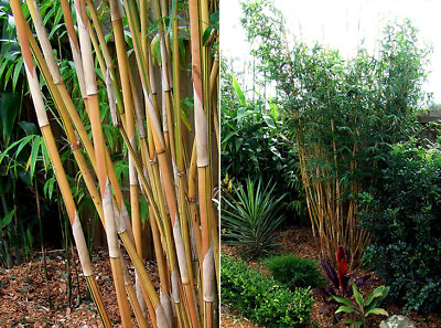 #ad Bambusa Alphonse Karr Clumping Bamboo quot;Golden Hedgequot; Non Invasive 1 Gallon Size $59.00