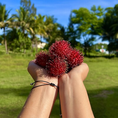#ad Rambutan Exotic Fruit tree Seedlings 12” 24” $27.99