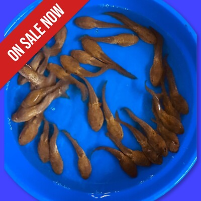 #ad 100 Lot Live Bullfrog Tadpoles For Koi and Goldfish Pond pkf $169.99