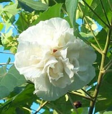 #ad Hibiscus mutabilis Double Confederate Cotton Rose 10 Seeds $11.95