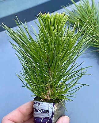 #ad Japanese Black Pine Seedling Cutting $20.00