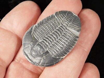#ad Big 500 Million Year OLD TRILOBITE Fossil 100% Natural Utah 1.13 $29.99